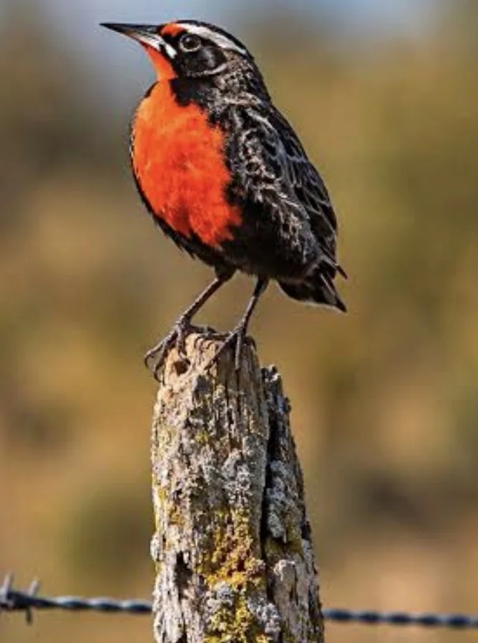 A male loica perched on a weathered fence post, its red breast lit by the sun